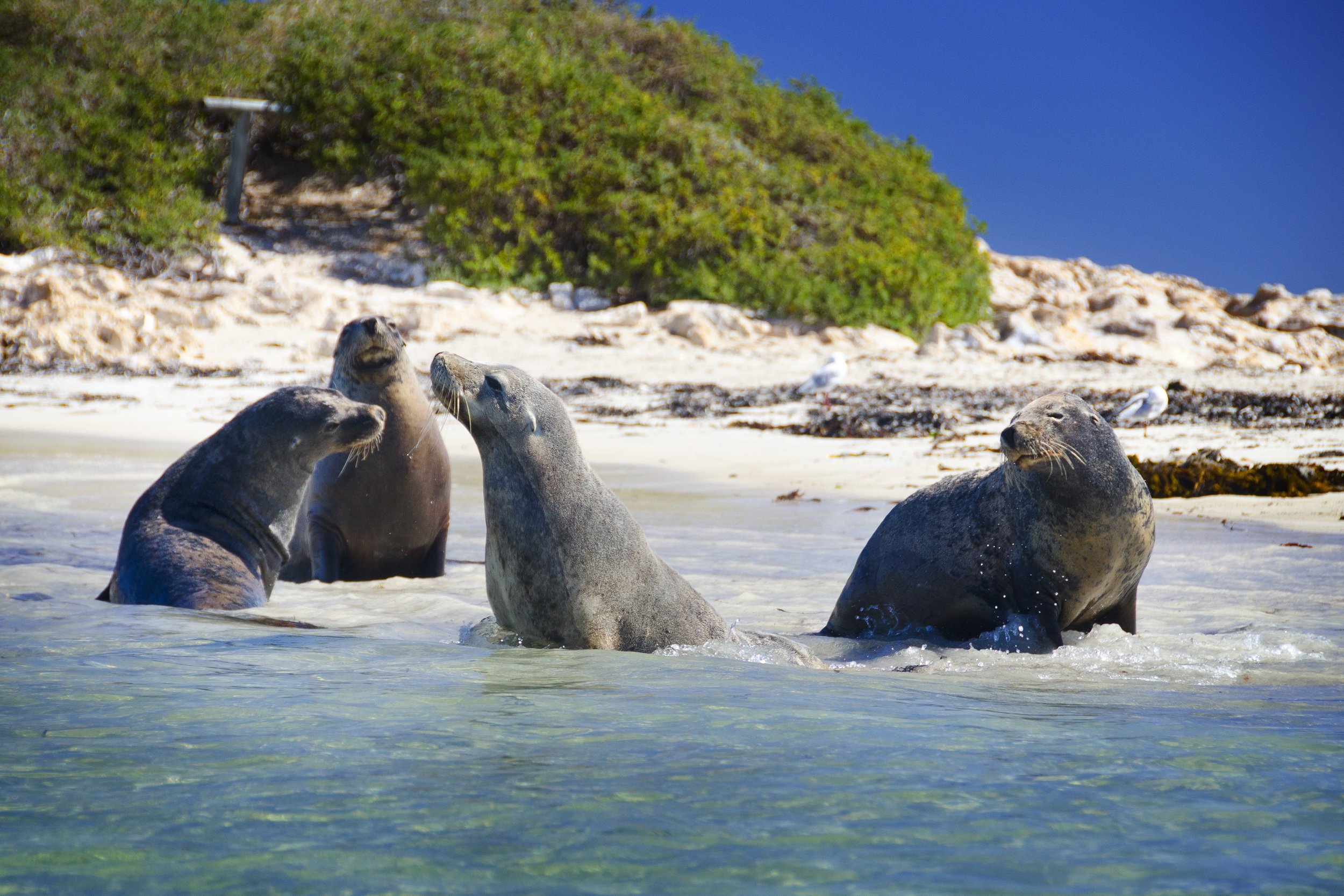 Penguin Island