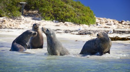 i11 Australian Sealions, Seal Islands, Shoalwater Islands Marine Park, Western Australia